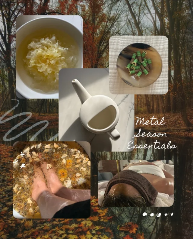 During Metal season, dryness prevails. T’is the season to hydrate, and also boost immunity. Here are some of my go-to Fall ( Metal Season ) Rituals to ground and protect my qi! ✨✨✨

🕊️Nasal Irrigation: I use a neti pot almost every day during allergy season to clean out my sinuses. It saves me and I use it as a preventative tool to reduce chances of getting sick especially during allergy/cold/fly season. I highly recommend it for folks dealing with chronic allergies. A serious game changer!

🕊️Hydrating Foods/Herbs: Consuming foods and herbs that internally hydrate are a priority this season! Some amazing foods/herbs to support yin: tremella mushroom, marshmallow root, pears, chia seeds, avocado, lily bulbs, tofu. 

🕊️Foot Baths: The feet are connected to several important meridians, including the spleen, kidney and liver channel. A warm foot bath is traditionally used to warm yang and the channels, as well as promote relaxation and deeper sleep.

🕊️Oilating: Self massage with warm sesame oil is my favorite ritual, especially during the cooler & dryer months. It promotes the circulation of qi and blood, and moves the lymphatic system of waste while improving immunity. It’s relaxing, as well as lubricating and cleansing for the skin and deeper tissues.

🕊️: Moxibustion is a simple yet powerful treatment to warm the channels and boost immunity. It’s a needleless treatment and it’s great for folks dealing with cold, fatigue, and weakness. 

What are your favorite go-to rituals this Fall??🍂